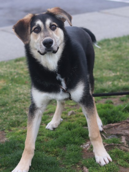 Scout, an adoptable Mixed Breed in Walla Walla, WA, 99362 | Photo Image 3