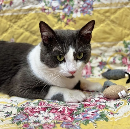 Lucky, an adoptable Domestic Short Hair in Walla Walla, WA, 99362 | Photo Image 1