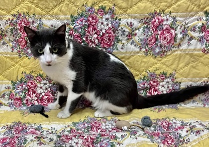 Lucky, an adoptable Domestic Short Hair in Walla Walla, WA, 99362 | Photo Image 2