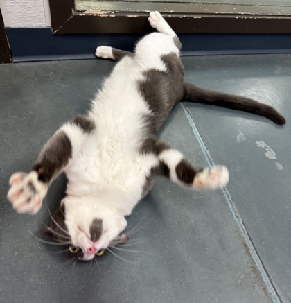 Lucky, an adoptable Domestic Short Hair in Walla Walla, WA, 99362 | Photo Image 3