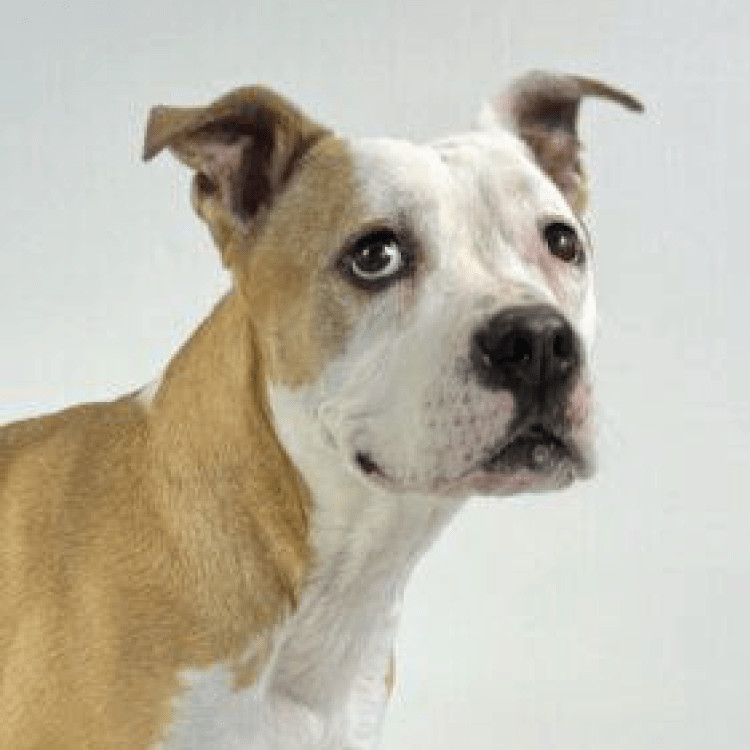 Frankie, an adoptable Pit Bull Terrier in Dillon, MT, 59725 | Photo Image 1
