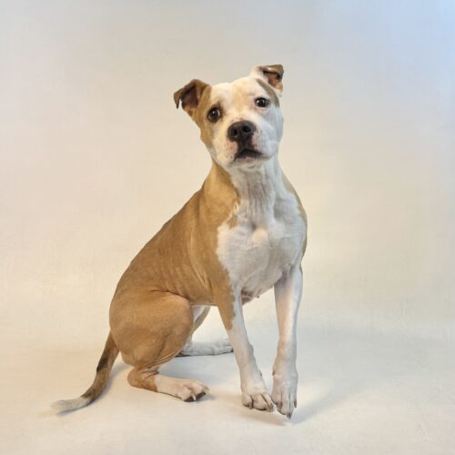 Frankie, an adoptable Pit Bull Terrier in Dillon, MT, 59725 | Photo Image 2