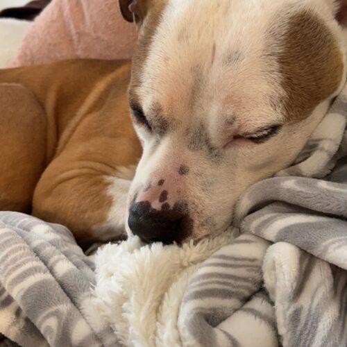 Frankie, an adoptable Pit Bull Terrier in Dillon, MT, 59725 | Photo Image 3