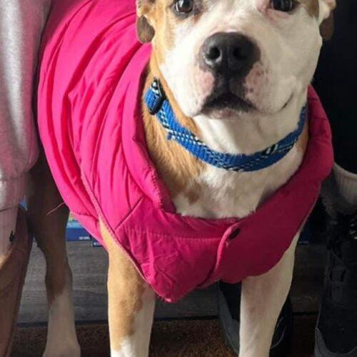 Frankie, an adoptable Pit Bull Terrier in Dillon, MT, 59725 | Photo Image 4