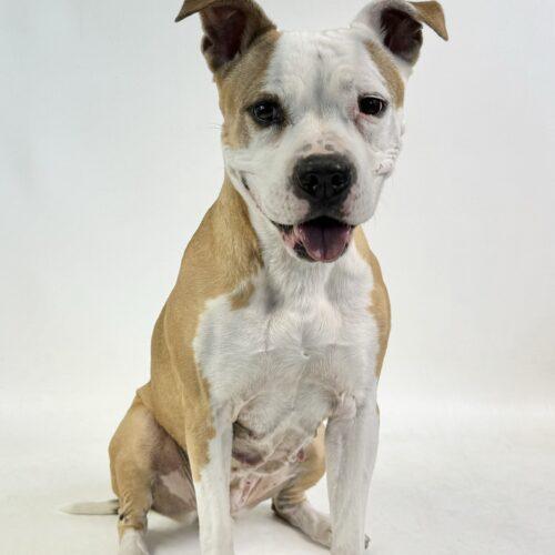 Frankie, an adoptable Pit Bull Terrier in Dillon, MT, 59725 | Photo Image 5