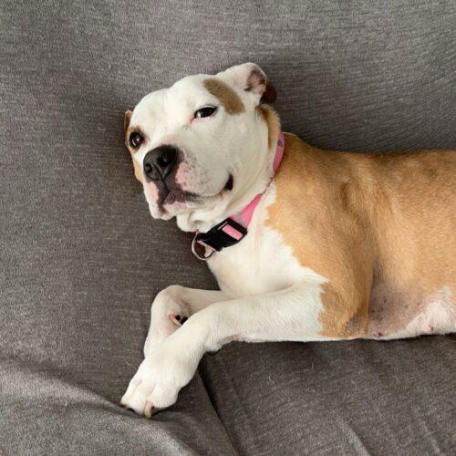 Frankie, an adoptable Pit Bull Terrier in Dillon, MT, 59725 | Photo Image 6