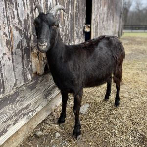 Star, Adult Female unknown