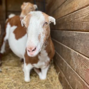 Heidi, Adult Female unknown