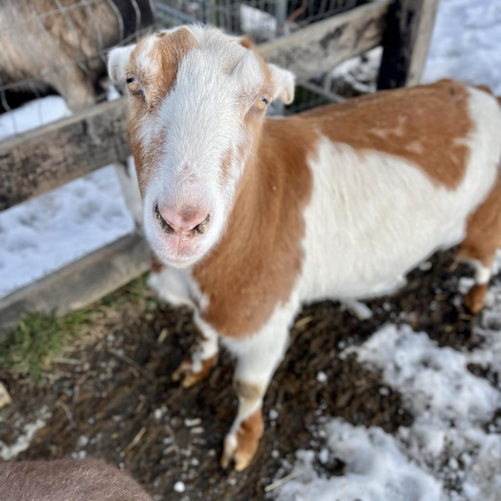 Heidi