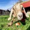 Jessica Al-baaaah photo 1