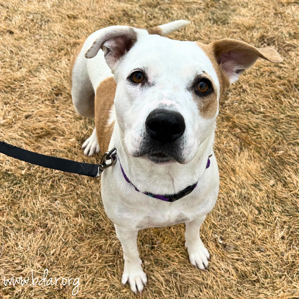Marshmallow, an adoptable Pit Bull Terrier in Cheyenne, WY, 82009 | Photo Image 1