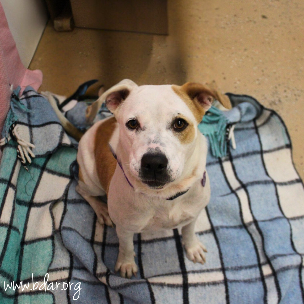 Marshmallow, an adoptable Pit Bull Terrier in Cheyenne, WY, 82009 | Photo Image 2