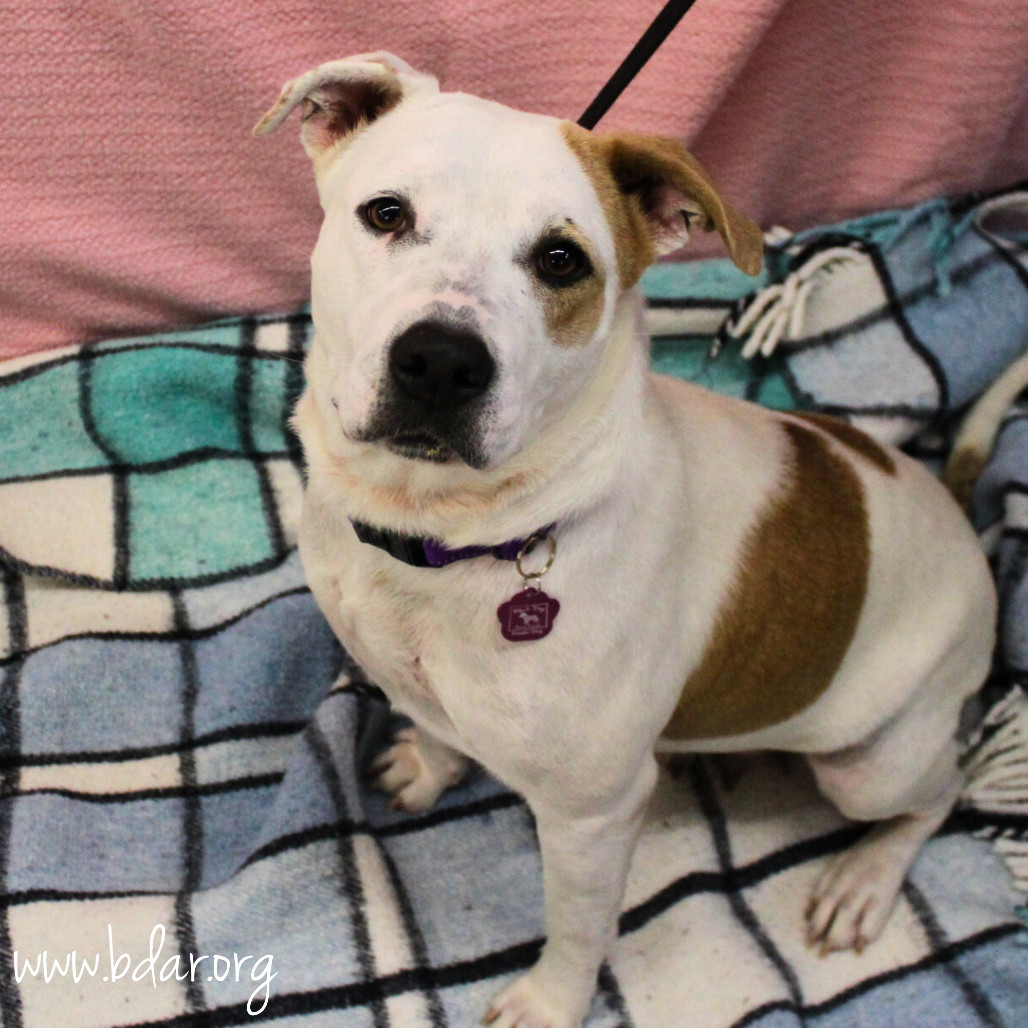 Marshmallow, an adoptable Pit Bull Terrier in Cheyenne, WY, 82009 | Photo Image 3