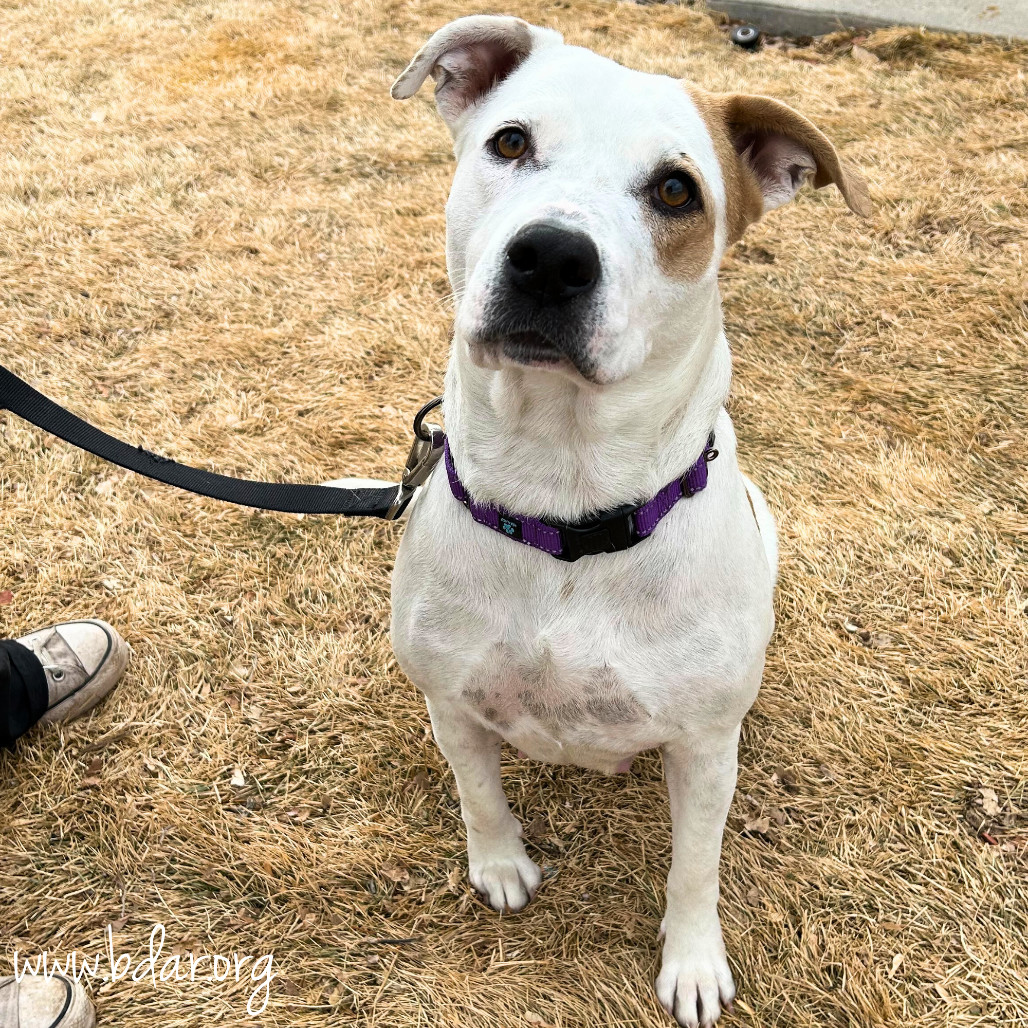 Marshmallow, an adoptable Pit Bull Terrier in Cheyenne, WY, 82009 | Photo Image 4