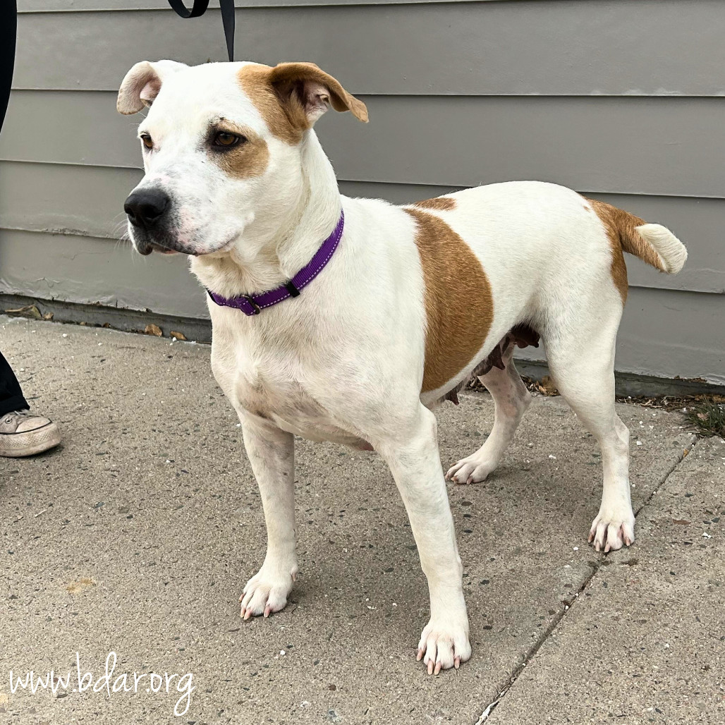 Marshmallow, an adoptable Pit Bull Terrier in Cheyenne, WY, 82009 | Photo Image 5