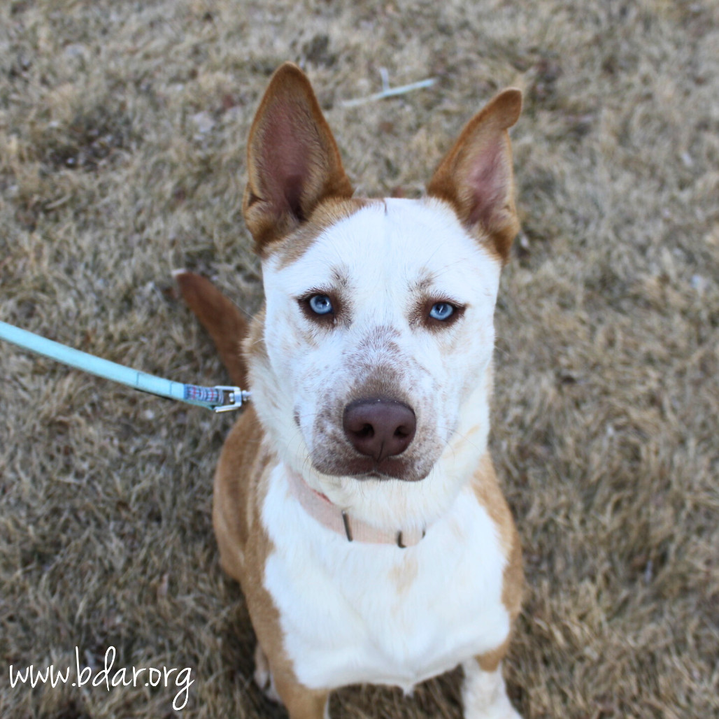 Juniper, an adoptable Husky, Shepherd in Cheyenne, WY, 82009 | Photo Image 1