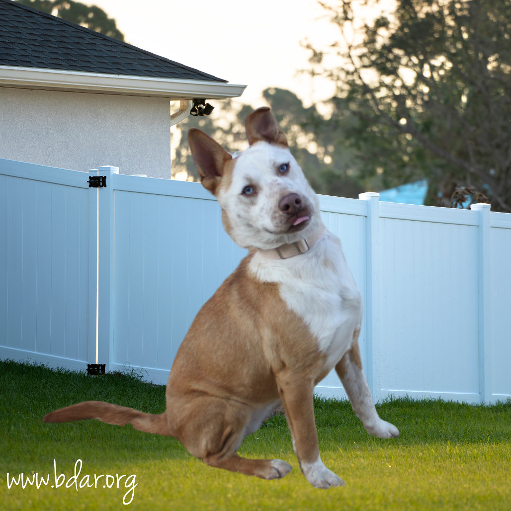 Juniper, an adoptable Husky, Shepherd in Cheyenne, WY, 82009 | Photo Image 2