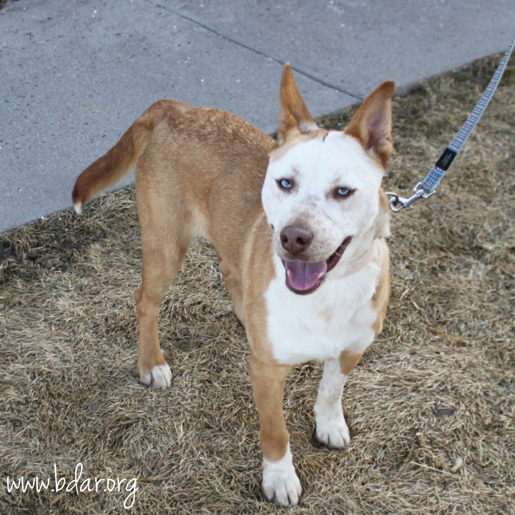 Juniper, an adoptable Husky, Shepherd in Cheyenne, WY, 82009 | Photo Image 3