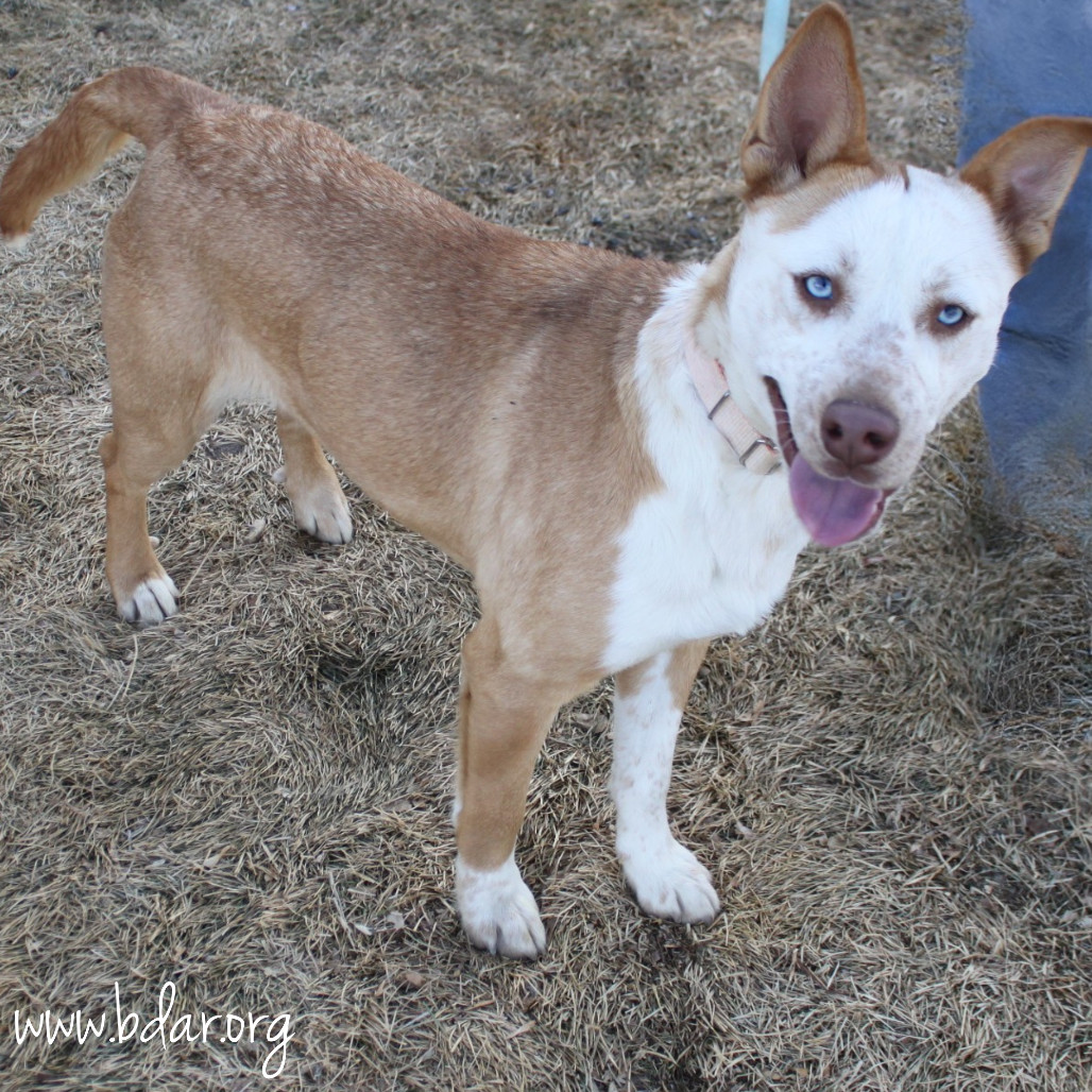 Juniper, an adoptable Husky, Shepherd in Cheyenne, WY, 82009 | Photo Image 4
