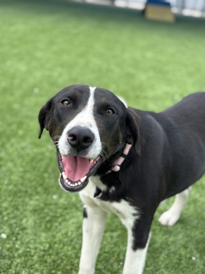 Clover, an adoptable Border Collie, McNab in Fresno, CA, 93706 | Photo Image 1