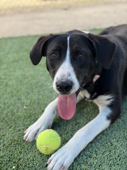 Clover, an adoptable Border Collie, McNab in Fresno, CA, 93706 | Photo Image 2