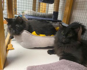Sonic &amp; Shadow, Adult Male Domestic Long Hair