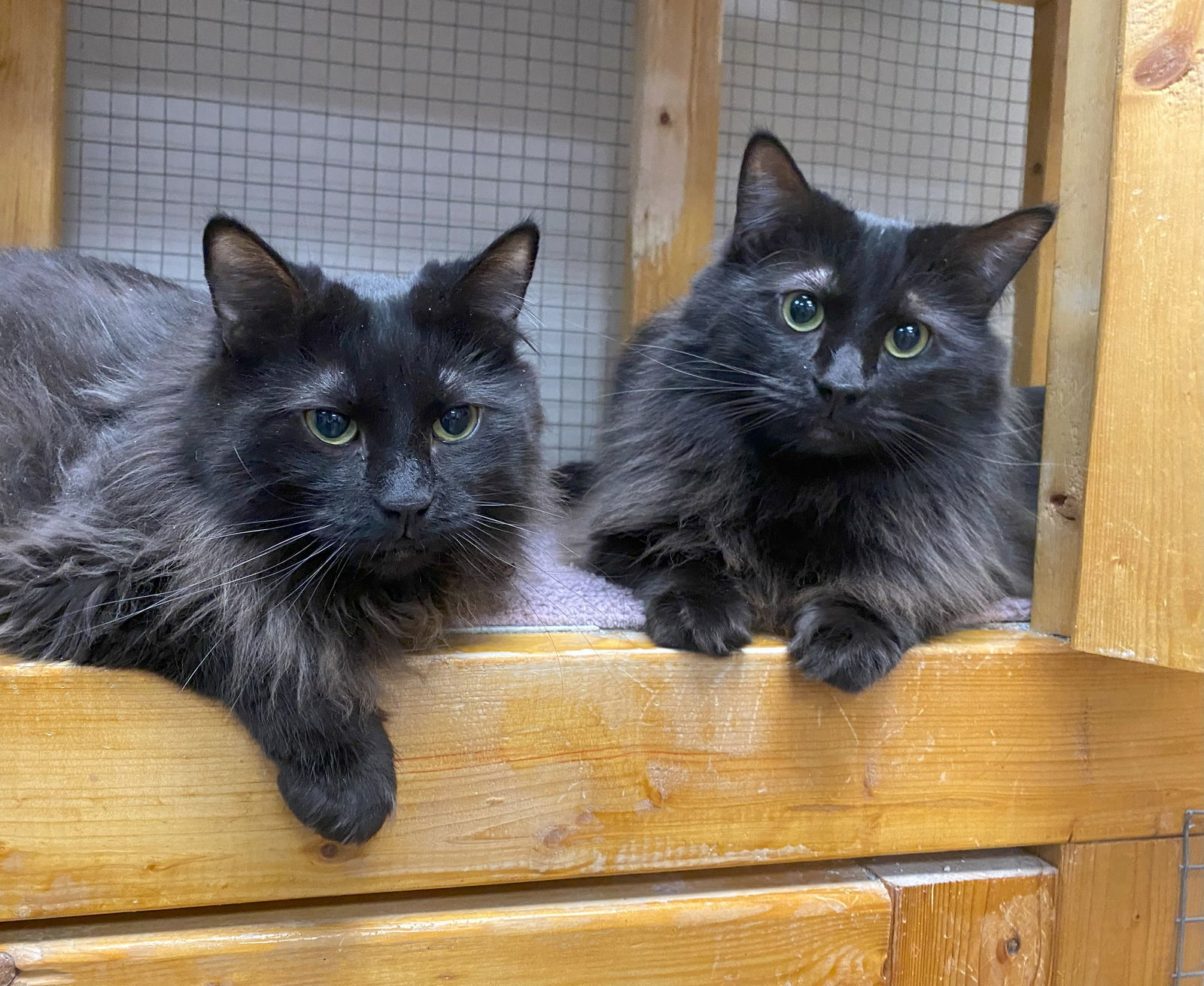 Sonic & Shadow (Bonded)