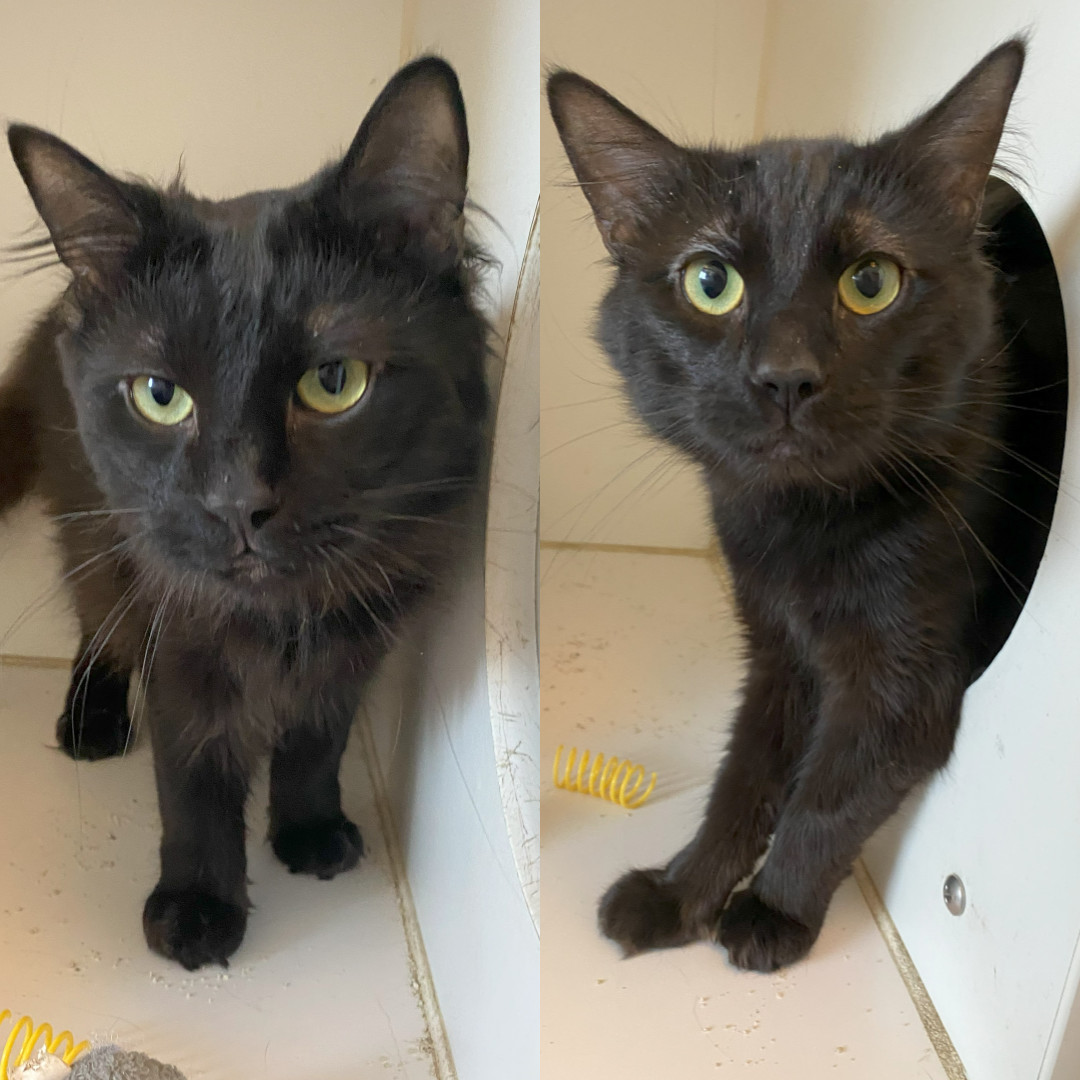 Sonic & Shadow (Bonded)
