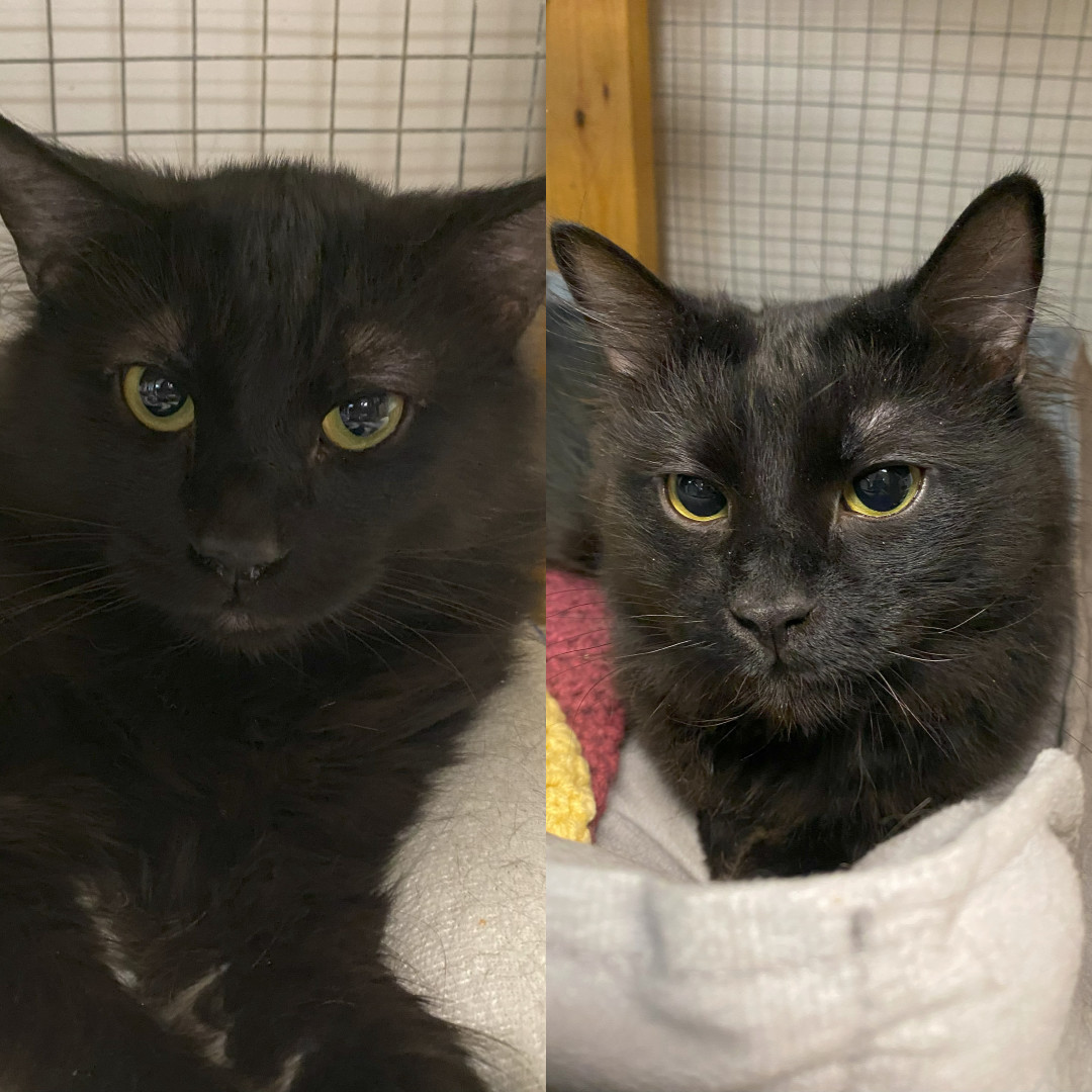 Sonic & Shadow (Bonded)