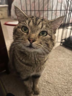 DINTY MOORE, Young Male Tabby