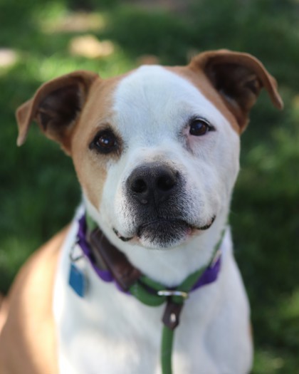 Charlie, an adoptable Mixed Breed in Walla Walla, WA, 99362 | Photo Image 1