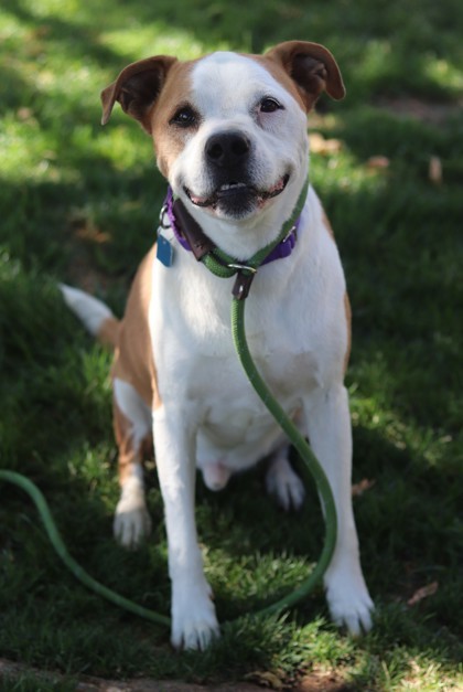 Charlie, an adoptable Mixed Breed in Walla Walla, WA, 99362 | Photo Image 2
