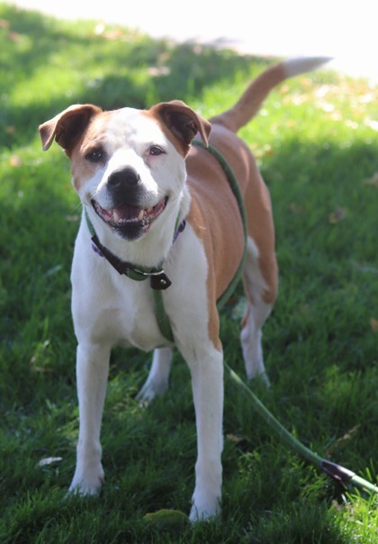 Charlie, an adoptable Mixed Breed in Walla Walla, WA, 99362 | Photo Image 3