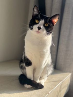 Valentino, Adult Male Tuxedo