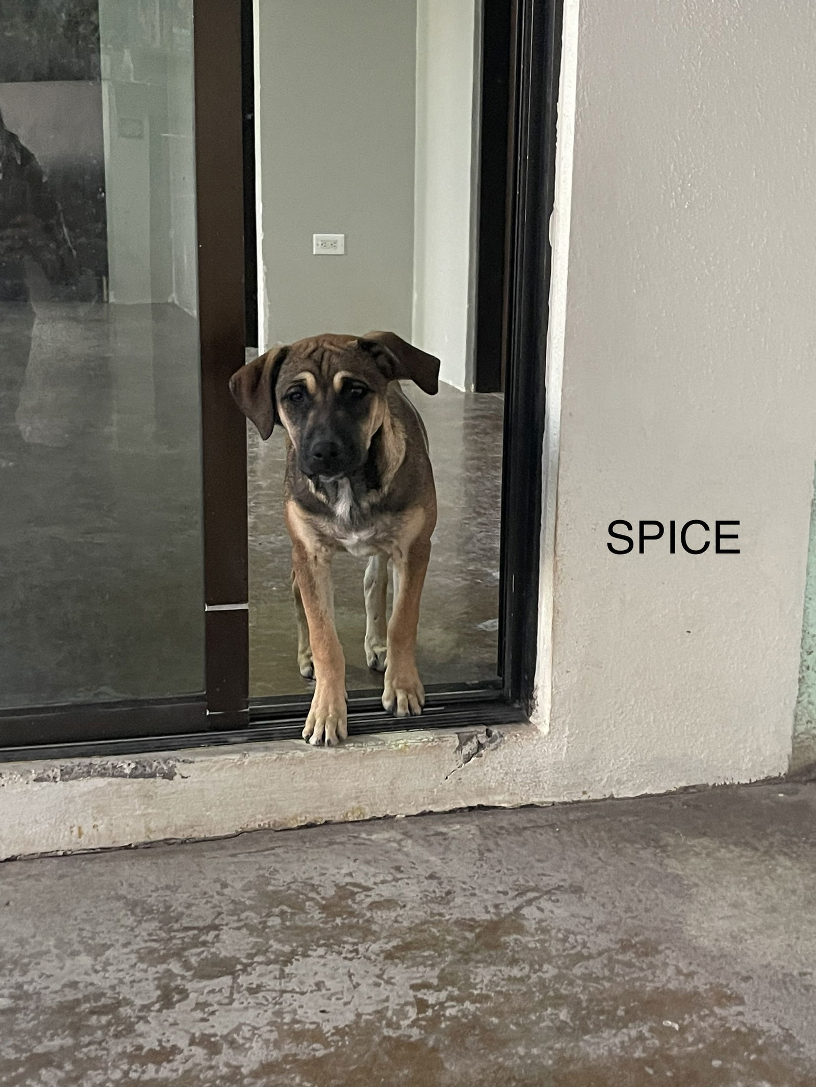 SPICE