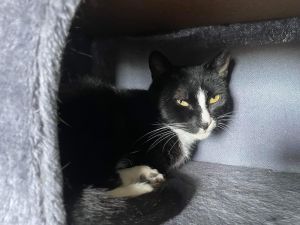 Max, Young Male Tabby