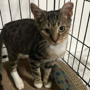 Please apply to adopt me here httpsnewshelterluvcommatchmeadoptPNCECat
