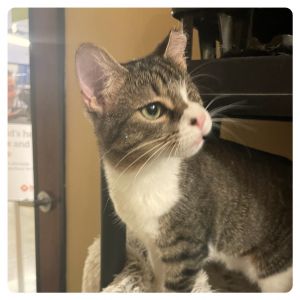 Please apply to adopt me here httpsnewshelterluvcommatchmeadoptPNCECat