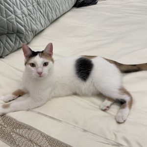 Penny is a playful female who adores human interaction and loves engaging in games with her favorite