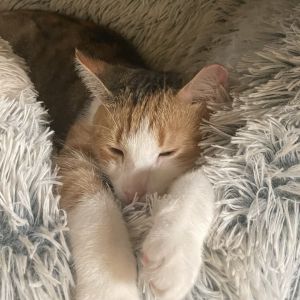 Looking for a cat who truly understands the meaning of friendship Say hello to Pumpkin This beauti