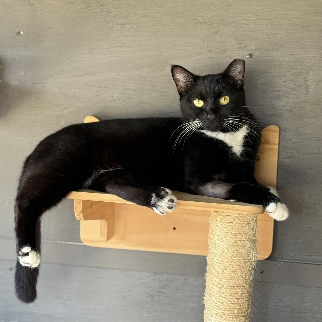 Bruschetta, an adoptable Domestic Short Hair in Freeport, FL, 32439 | Photo Image 1