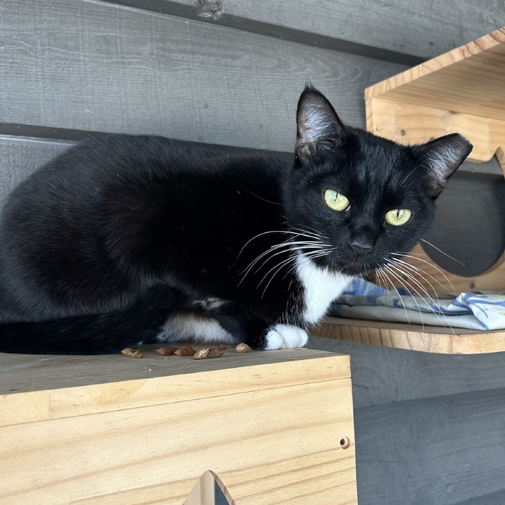 Bruschetta, an adoptable Domestic Short Hair in Freeport, FL, 32439 | Photo Image 2