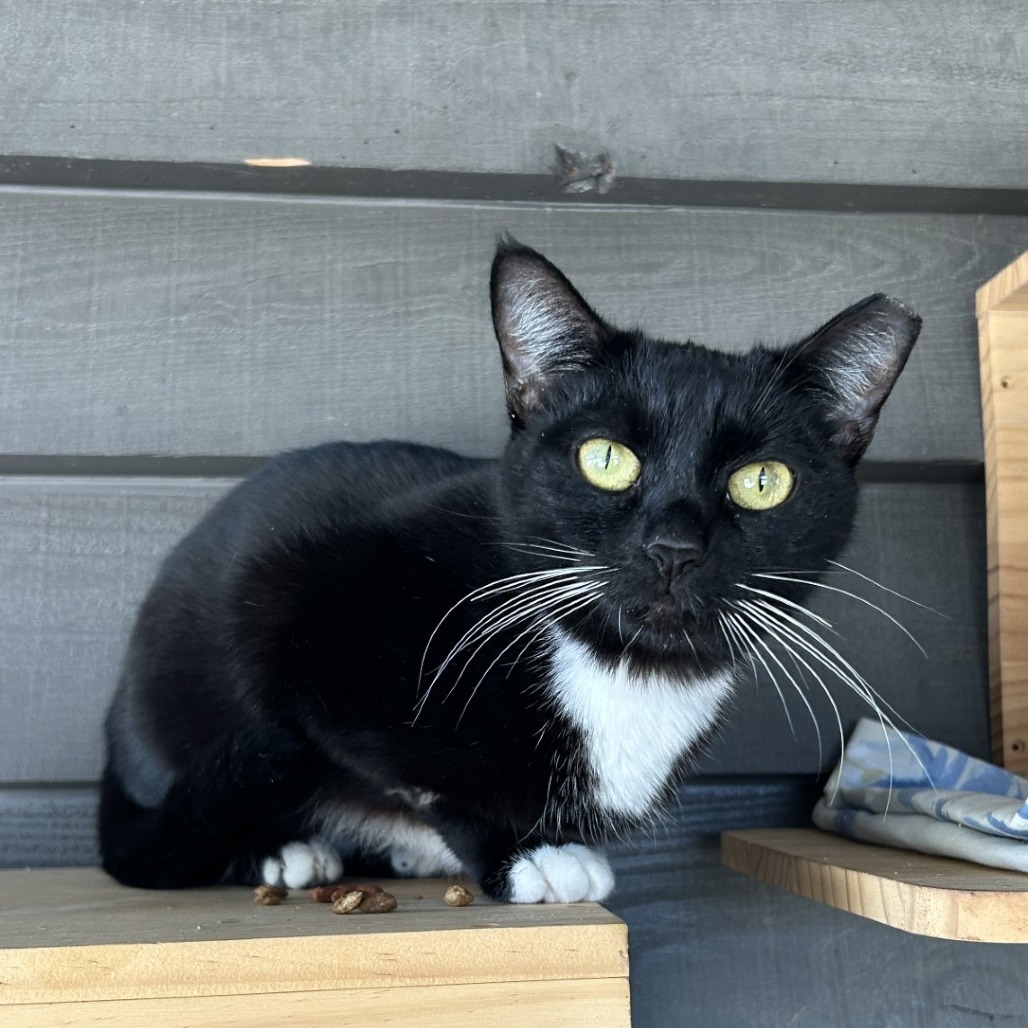 Bruschetta, an adoptable Domestic Short Hair in Freeport, FL, 32439 | Photo Image 3