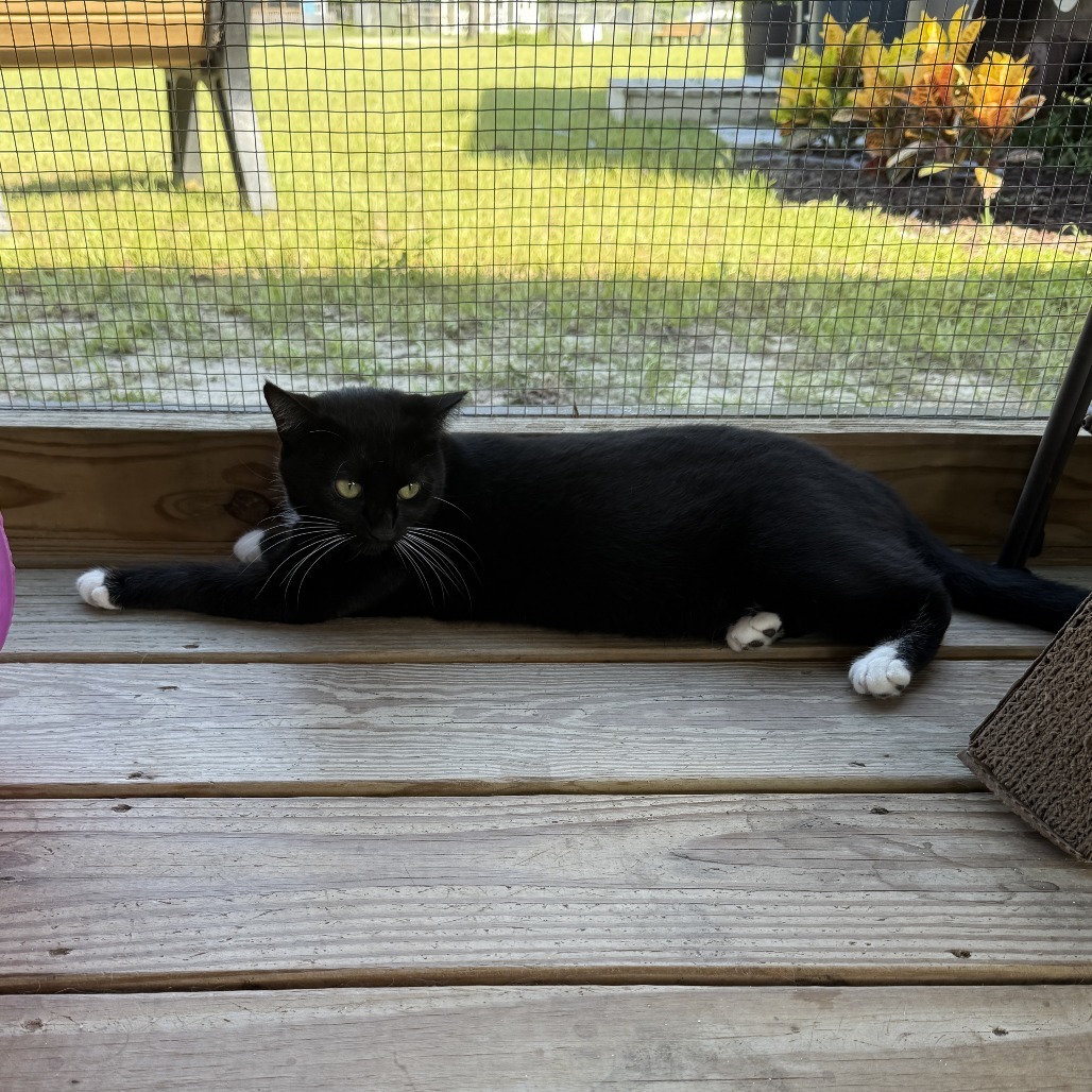 Bruschetta, an adoptable Domestic Short Hair in Freeport, FL, 32439 | Photo Image 4