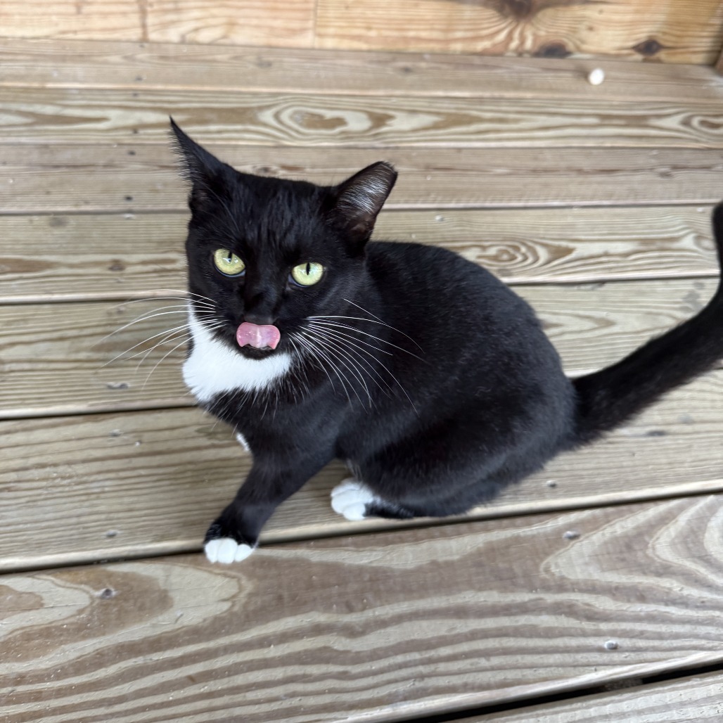 Bruschetta, an adoptable Domestic Short Hair in Freeport, FL, 32439 | Photo Image 5