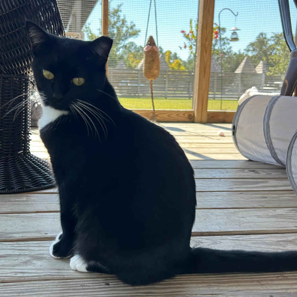 Bruschetta, an adoptable Domestic Short Hair in Freeport, FL, 32439 | Photo Image 6