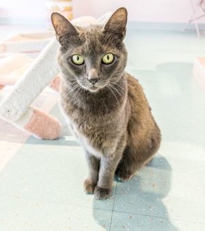 Gobble - KBC, Adult Female Domestic Short Hair