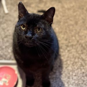 Boniface, Adult Male Domestic Short Hair
