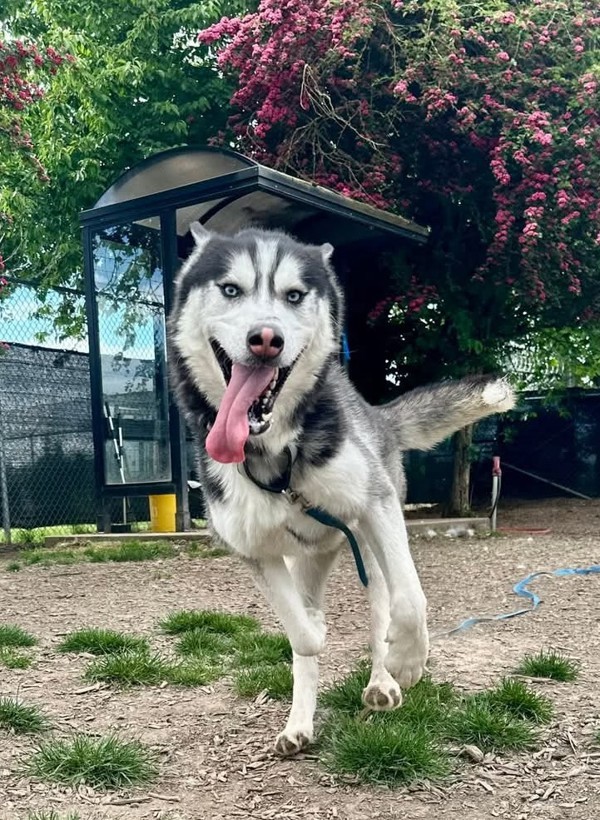 Tundra