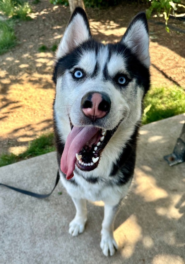 Tundra, an adoptable Siberian Husky in Salem, OR, 97301 | Photo Image 1